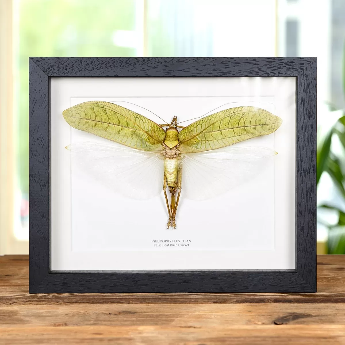 Minibeast False Leaf Bush Cricket In Box Frame (Pseudophyllus titan)