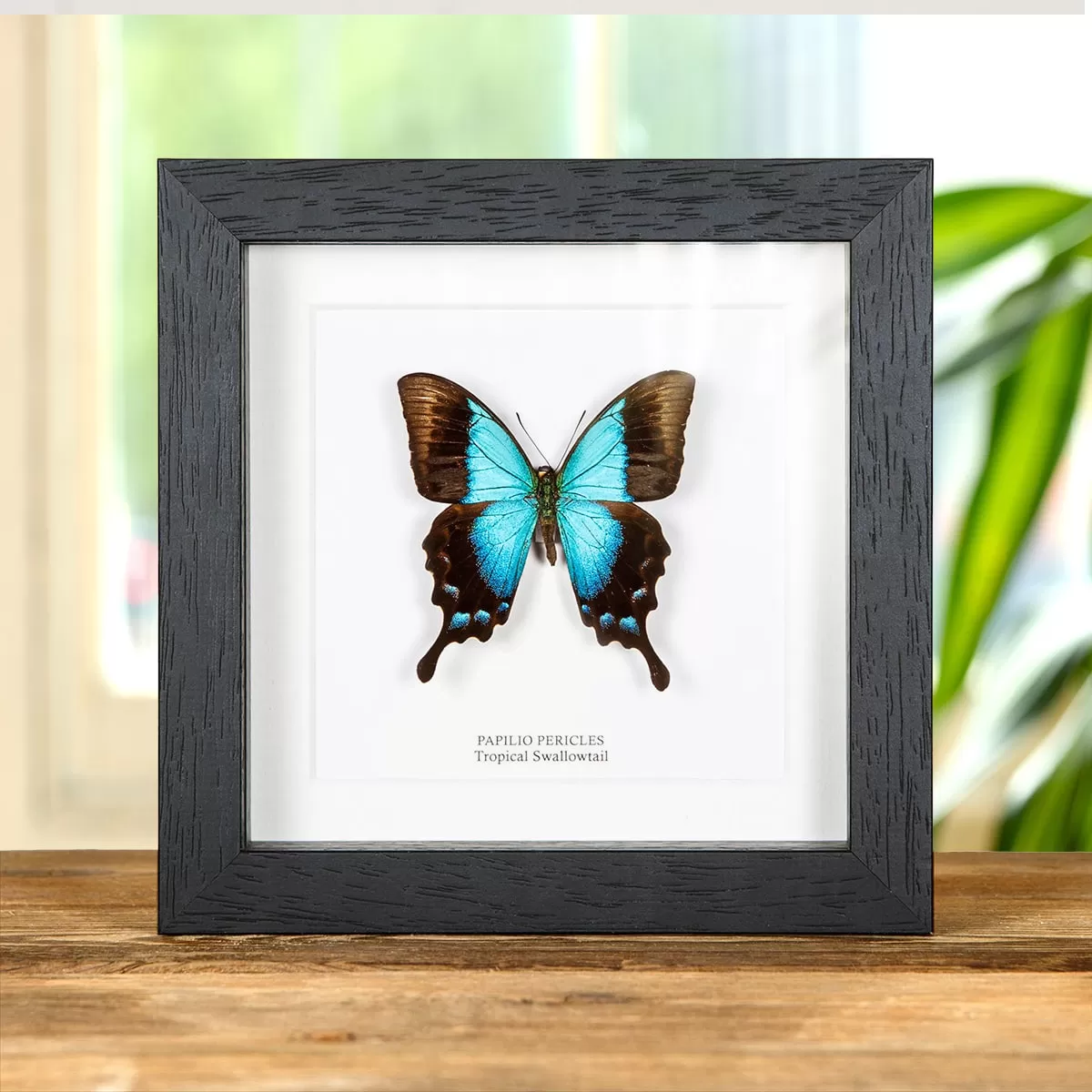 Minibeast Tropical Swallowtail Butterfly In Box Frame (Papilio pericles)