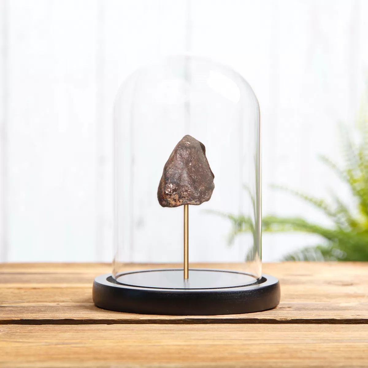 Minibeast Meteorite in Glass Dome with Wooden Base