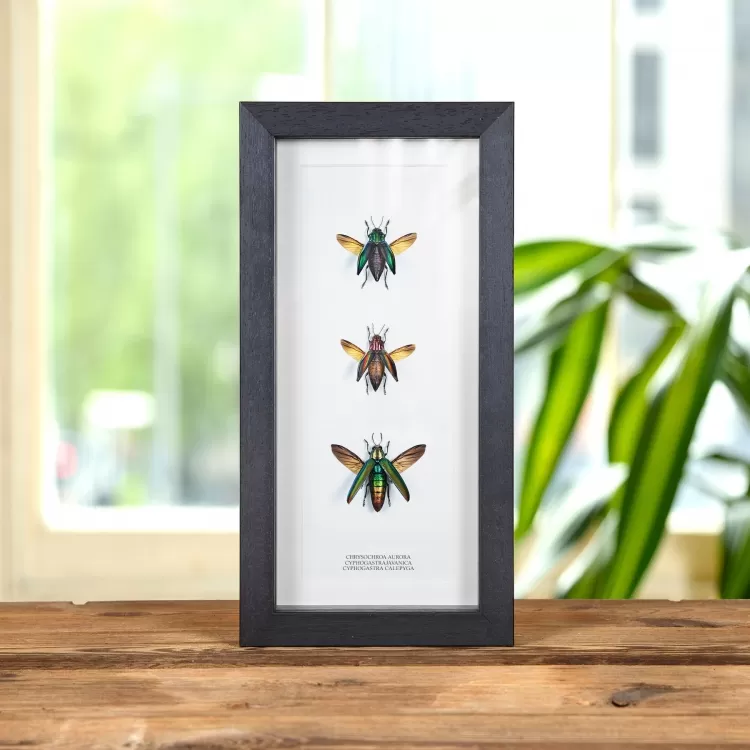 Jewel Beetle Trio In Box Frame (Chrysochroa aurora, Cyphogastra javanica & calepyga)