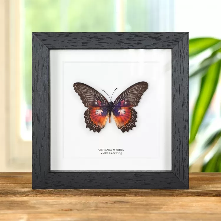 Violet Lacewing Butterfly in Box Frame (Cethosia myrina)