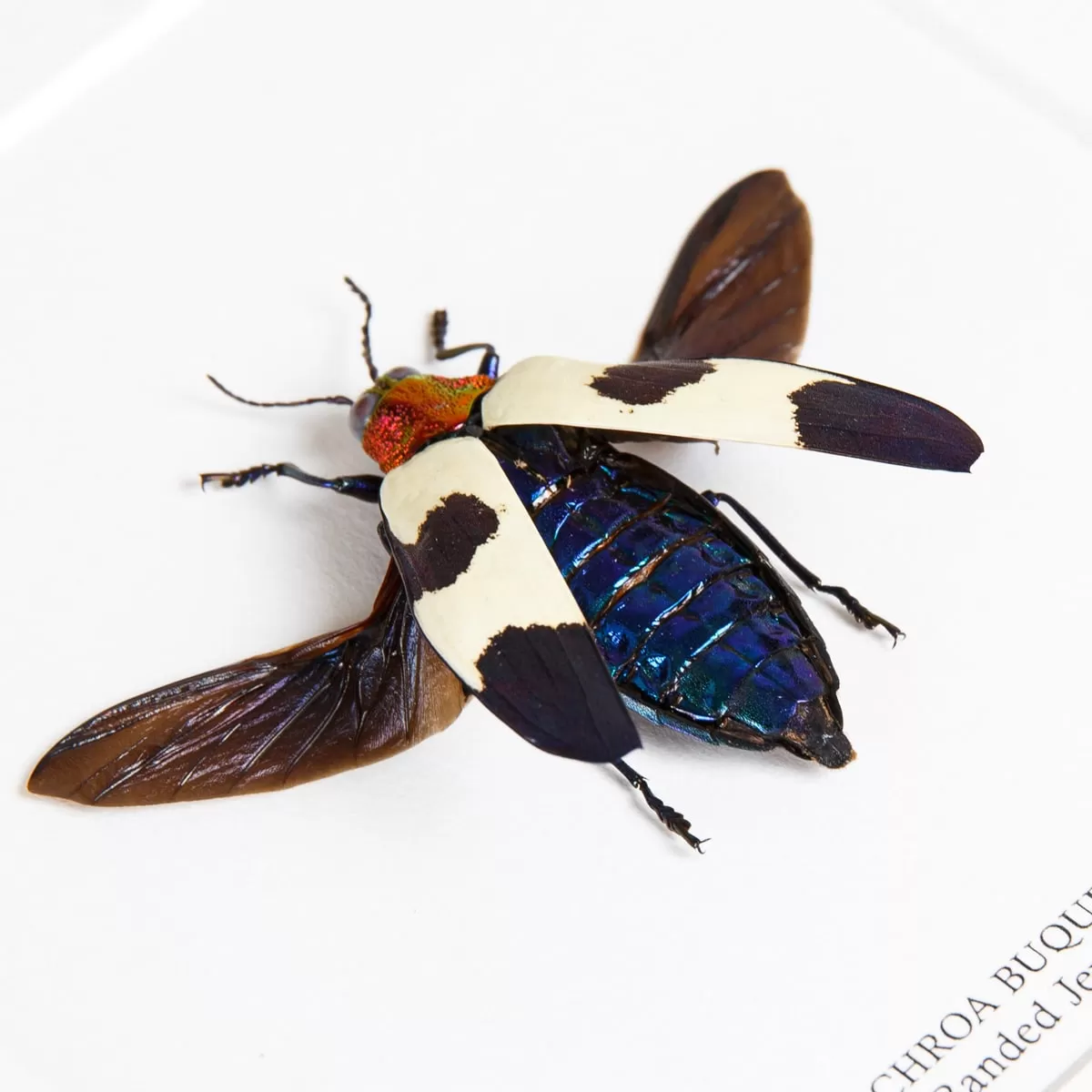 Banded Jewel Beetle in Box Frame (Chrysochroa buqueti rugicollis)