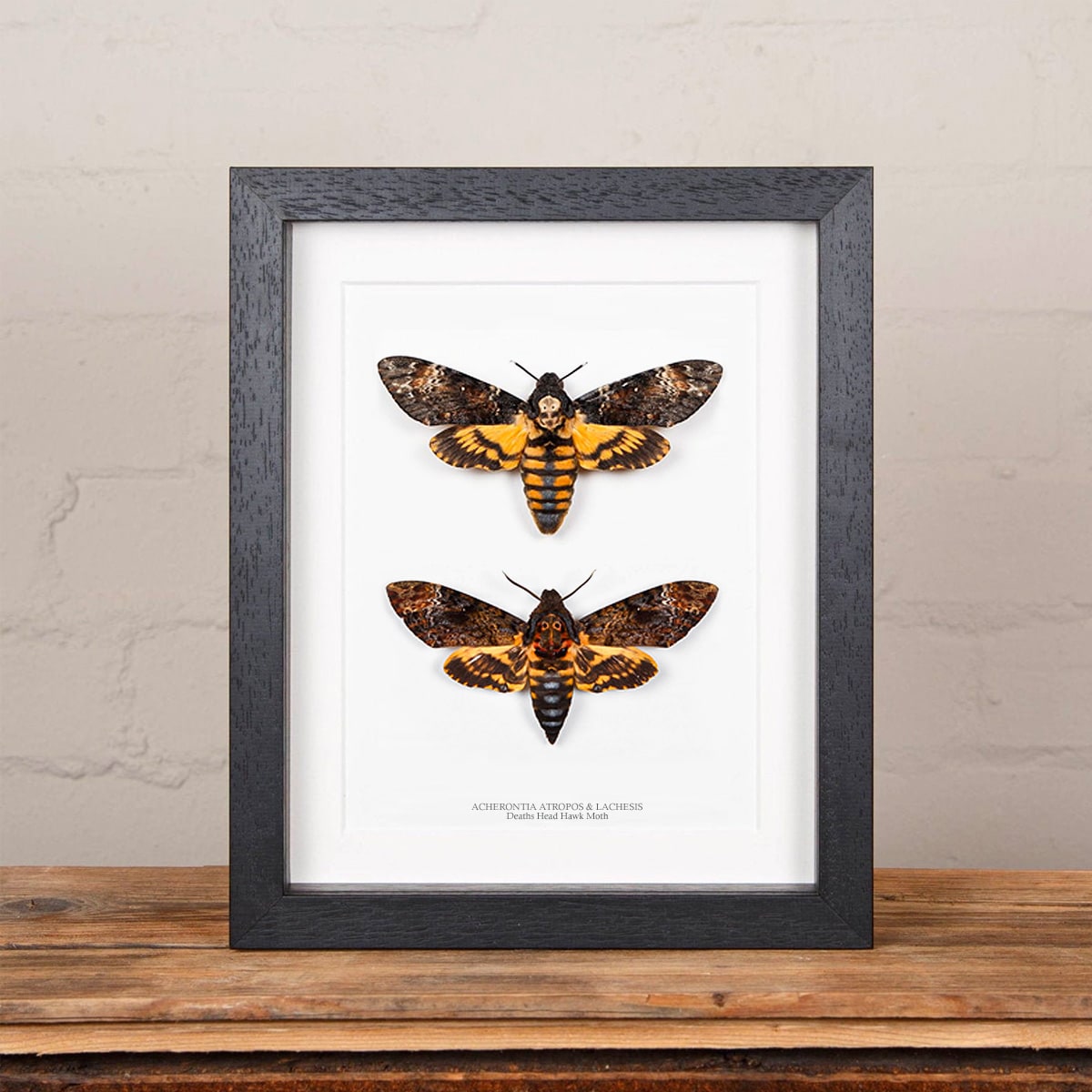 Atropos vs. Lachesis Deaths Head Hawk Moth in Box Frame